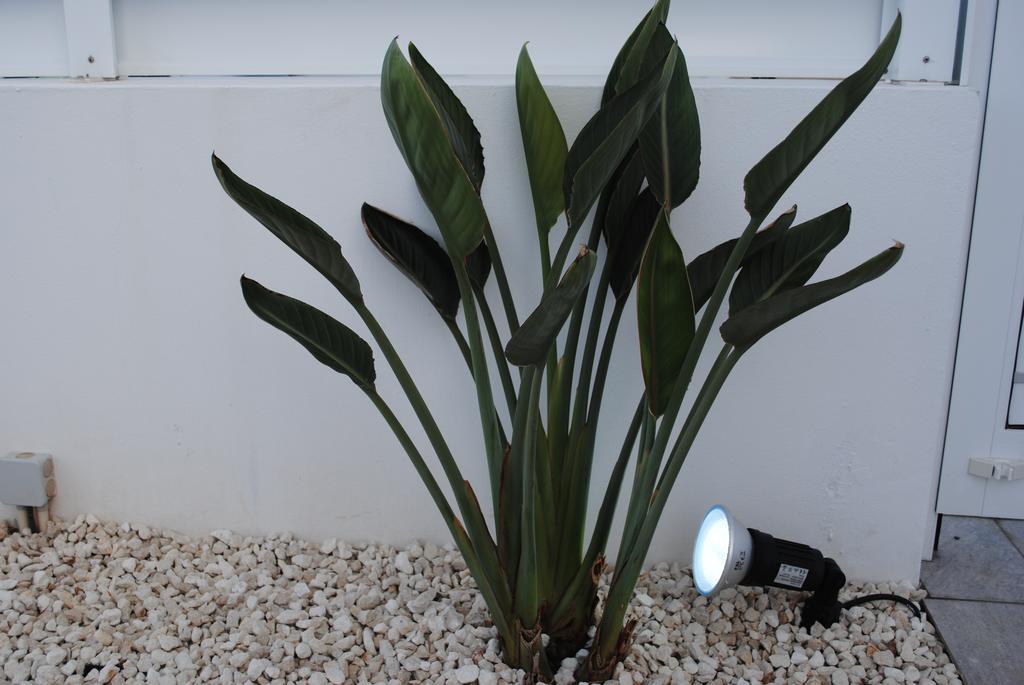 פרוטאראס Narcissos Bay View Villa מראה חיצוני תמונה